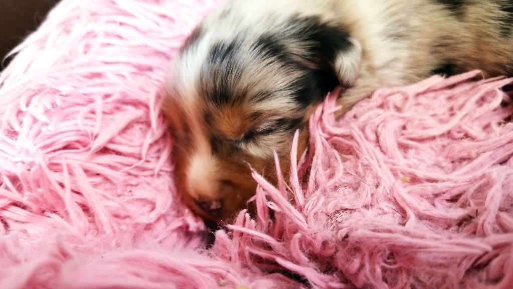 Du Rêve De L'Elégance - Chiots disponibles - Berger Australien
