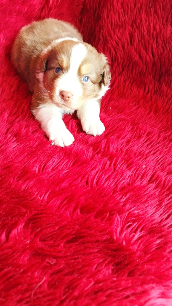 Du Rêve De L'Elégance - Chiots disponibles - Berger Australien