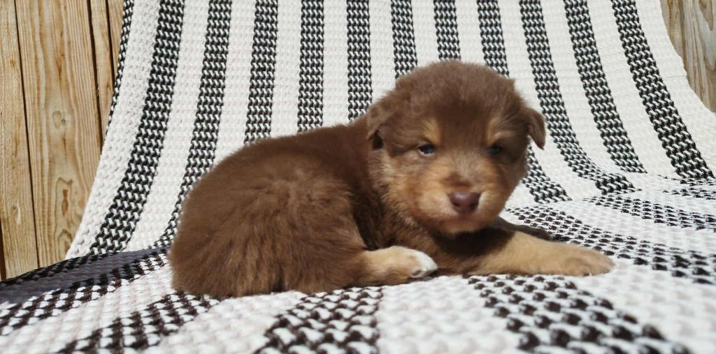 Du Rêve De L'Elégance - Chiots disponibles - Berger Australien
