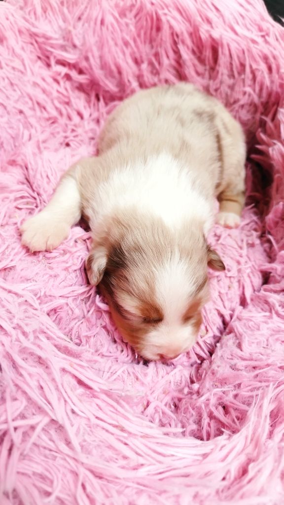 Du Rêve De L'Elégance - Chiots disponibles - Berger Australien