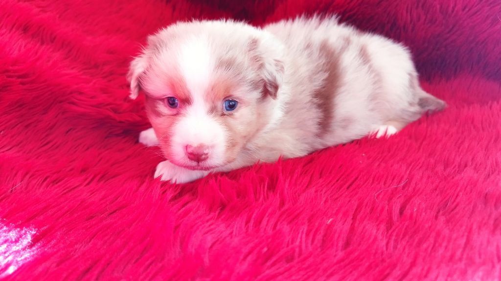 Du Rêve De L'Elégance - Chiots disponibles - Berger Australien