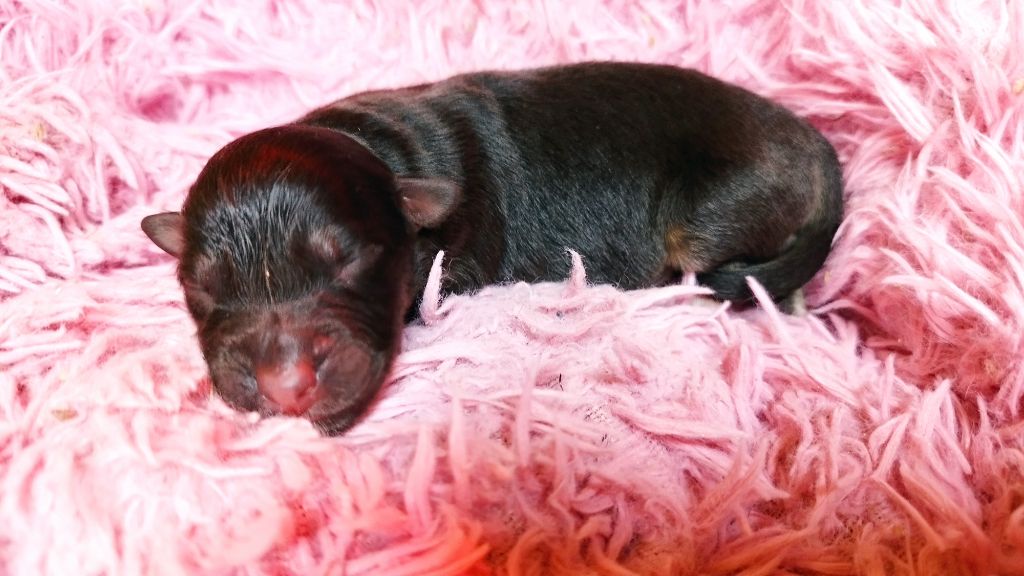 Du Rêve De L'Elégance - Chiots disponibles - Berger Australien