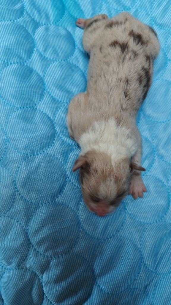 Du Rêve De L'Elégance - Chiots disponibles - Berger Australien