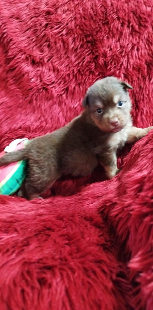 Du Rêve De L'Elégance - Chiots disponibles - Berger Australien