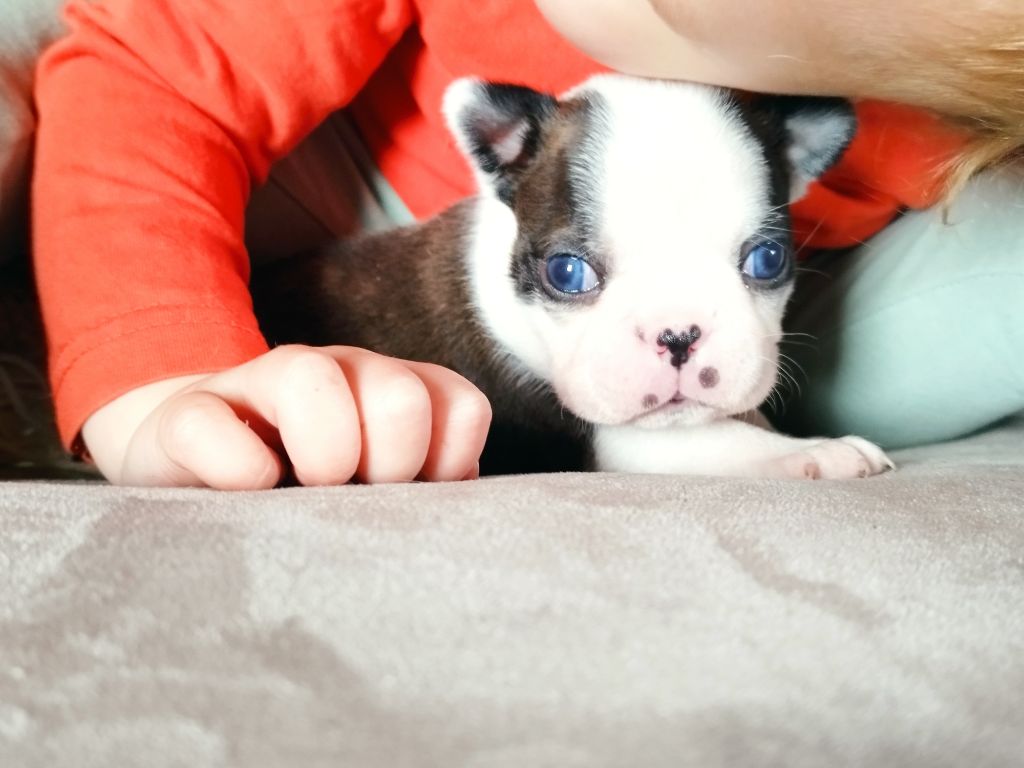Du Rêve De L'Elégance - Boston Terrier - Portée née le 17/01/2025