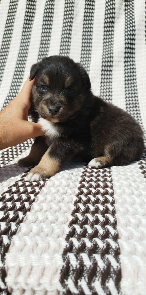 Du Rêve De L'Elégance - Chiots disponibles - Berger Australien