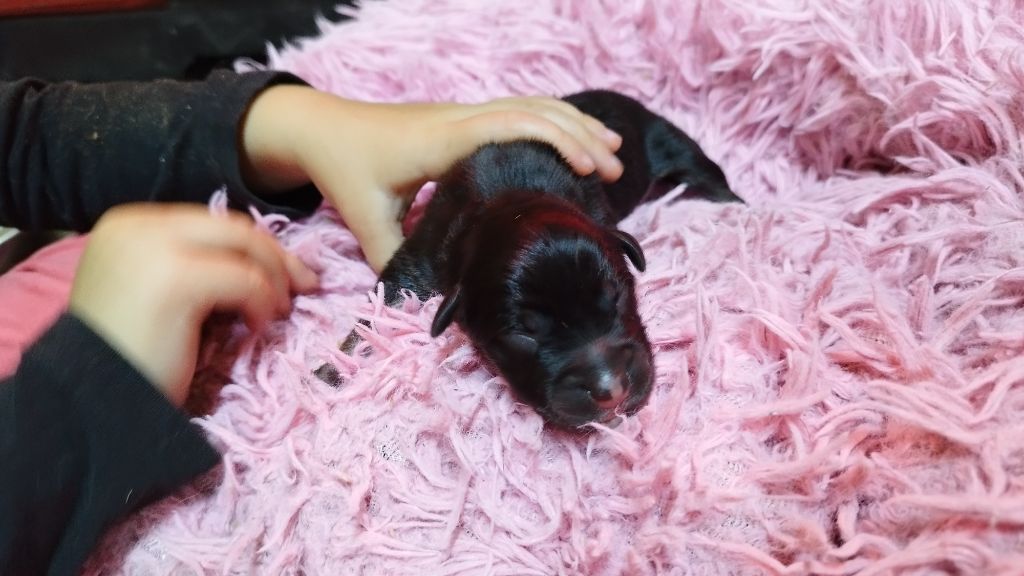 Du Rêve De L'Elégance - Chiots disponibles - Berger Australien
