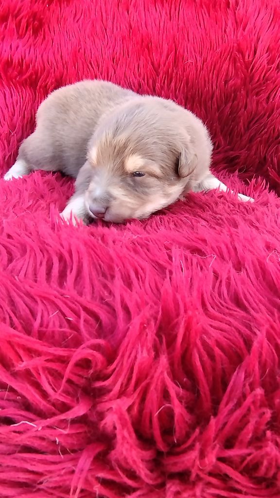 Du Rêve De L'Elégance - Chiots disponibles - Berger Australien