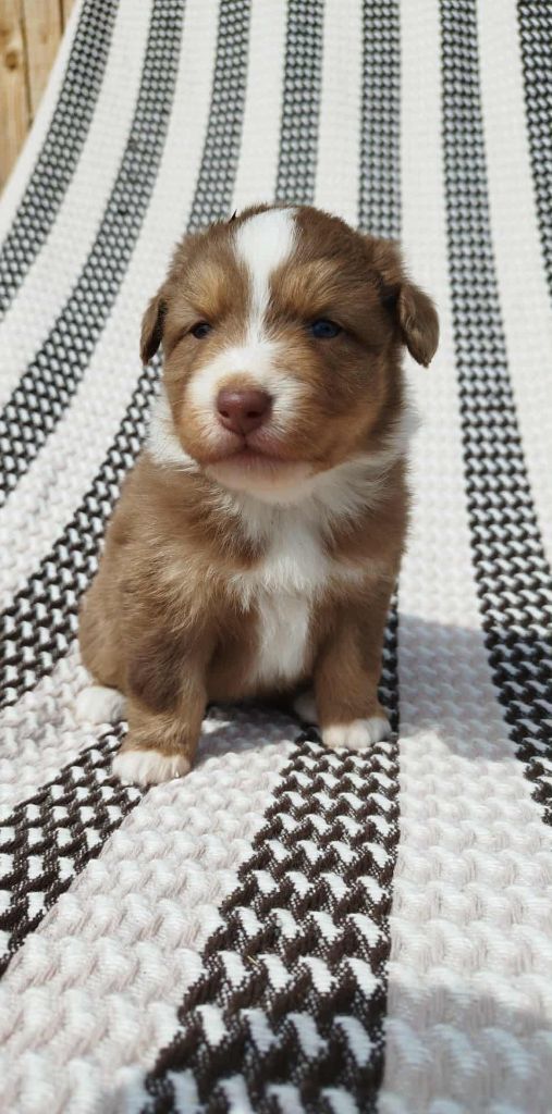 Du Rêve De L'Elégance - Chiots disponibles - Berger Australien