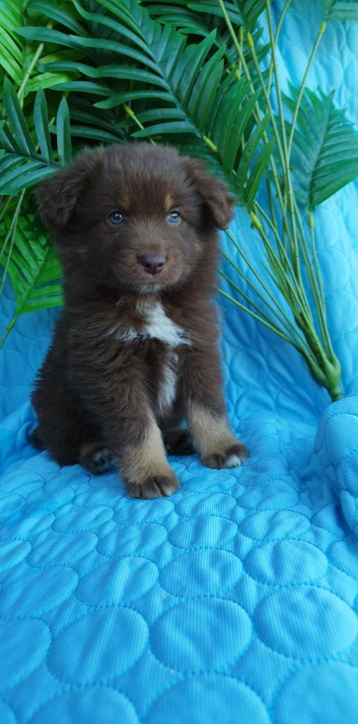 Du Rêve De L'Elégance - Chiots disponibles - Berger Australien