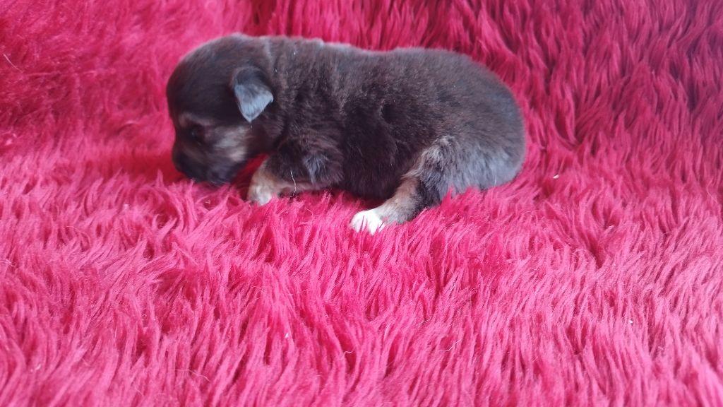 Du Rêve De L'Elégance - Chiots disponibles - Berger Australien