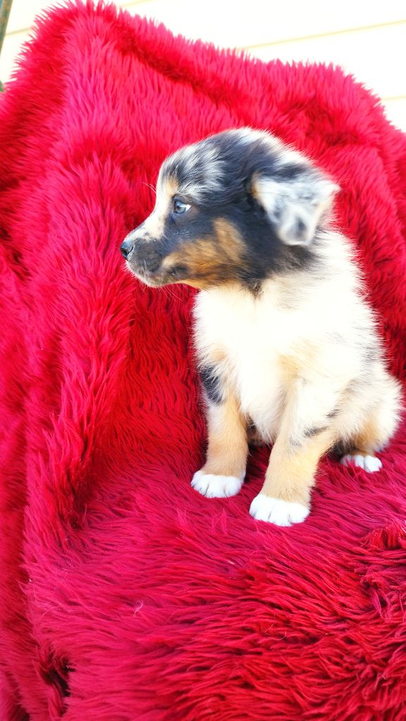 Du Rêve De L'Elégance - Chiots disponibles - Berger Australien