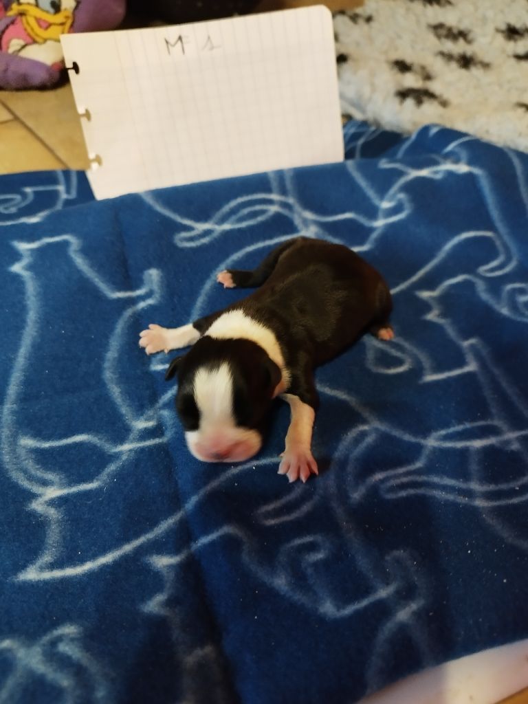 Du Rêve De L'Elégance - Chiots disponibles - Boston Terrier