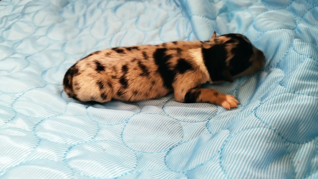 Du Rêve De L'Elégance - Chiots disponibles - Berger Australien