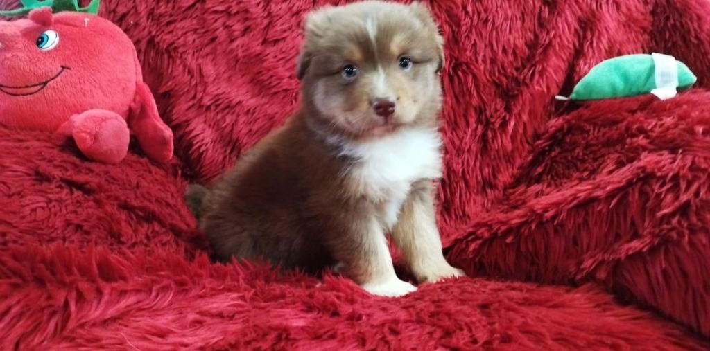 Du Rêve De L'Elégance - Chiots disponibles - Berger Australien
