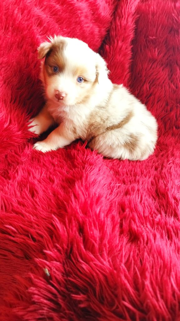 Du Rêve De L'Elégance - Chiots disponibles - Berger Australien