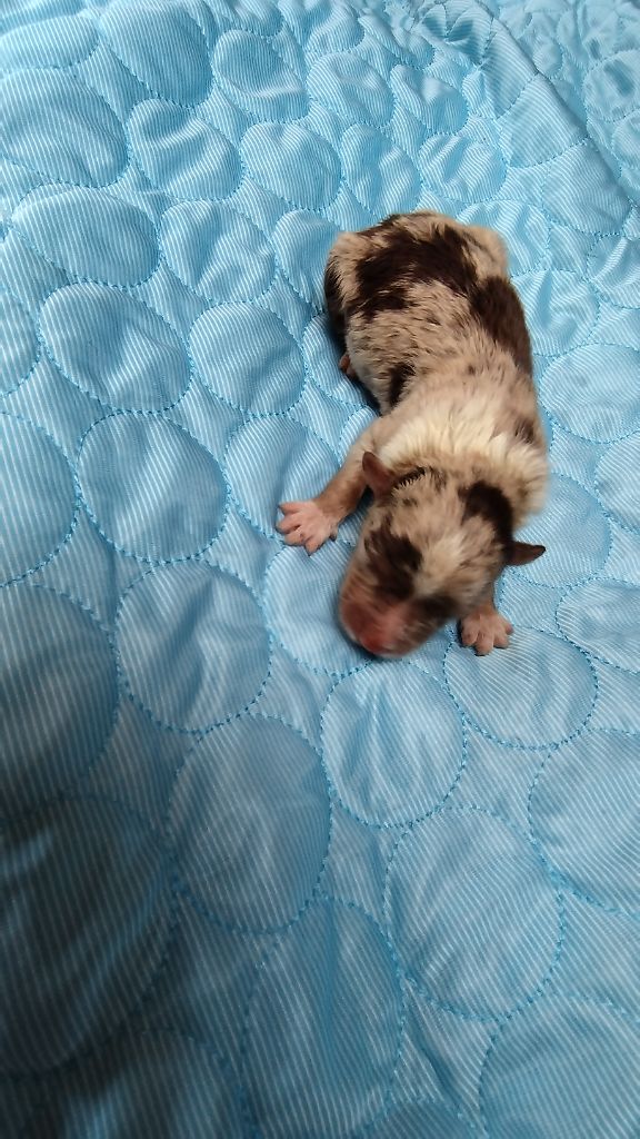 Du Rêve De L'Elégance - Chiots disponibles - Berger Australien