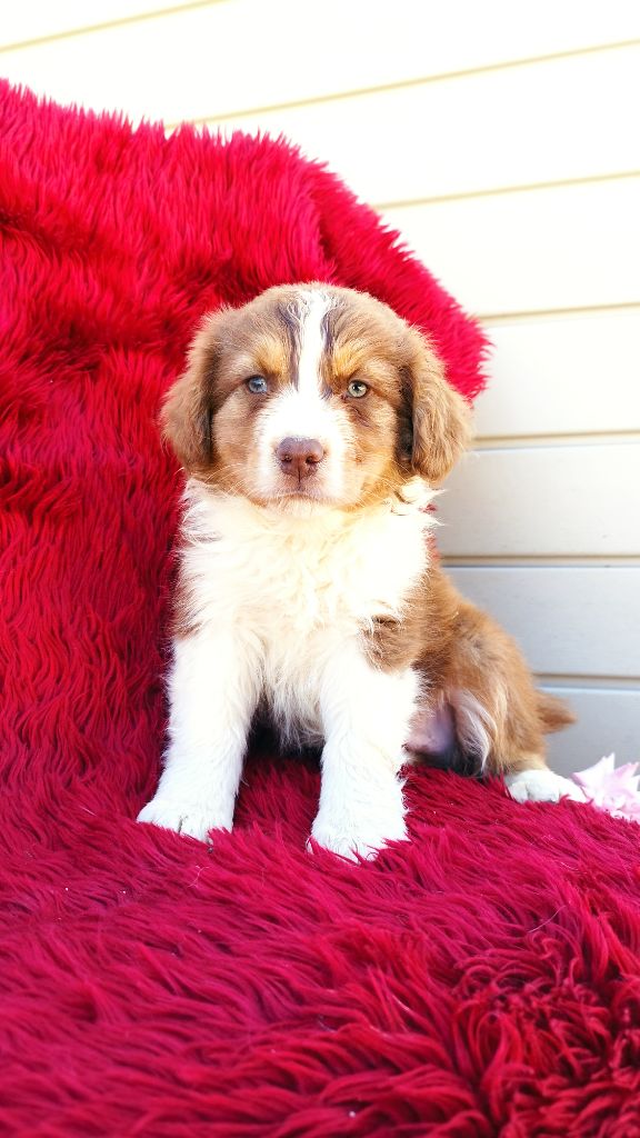Du Rêve De L'Elégance - Chiots disponibles - Berger Australien