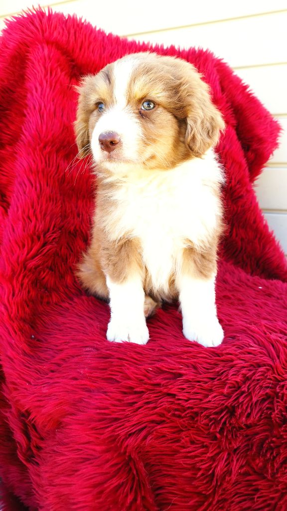Du Rêve De L'Elégance - Chiots disponibles - Berger Australien