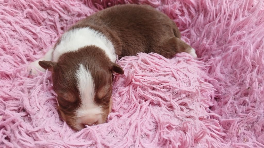 Du Rêve De L'Elégance - Chiots disponibles - Berger Australien