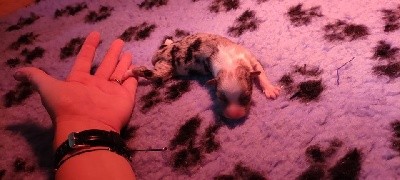 CHIOT
