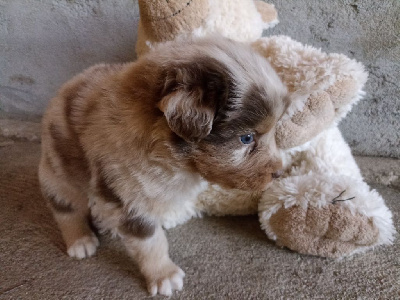 CHIOT 3