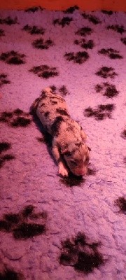 CHIOT