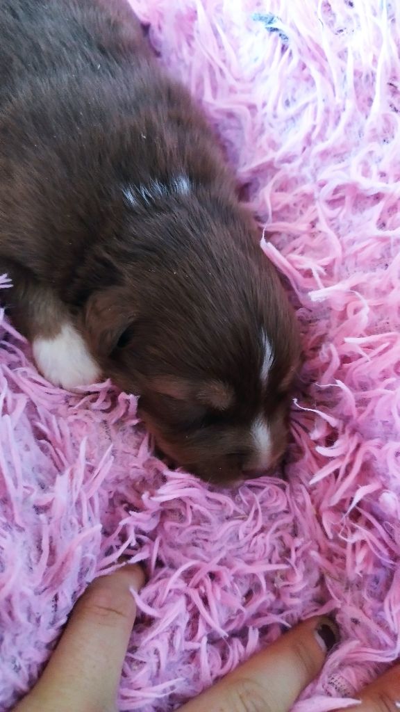 Du Rêve De L'Elégance - Chiots disponibles - Berger Australien