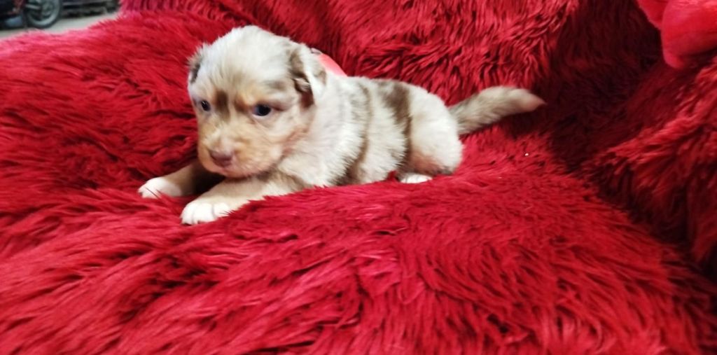 Du Rêve De L'Elégance - Chiots disponibles - Berger Australien