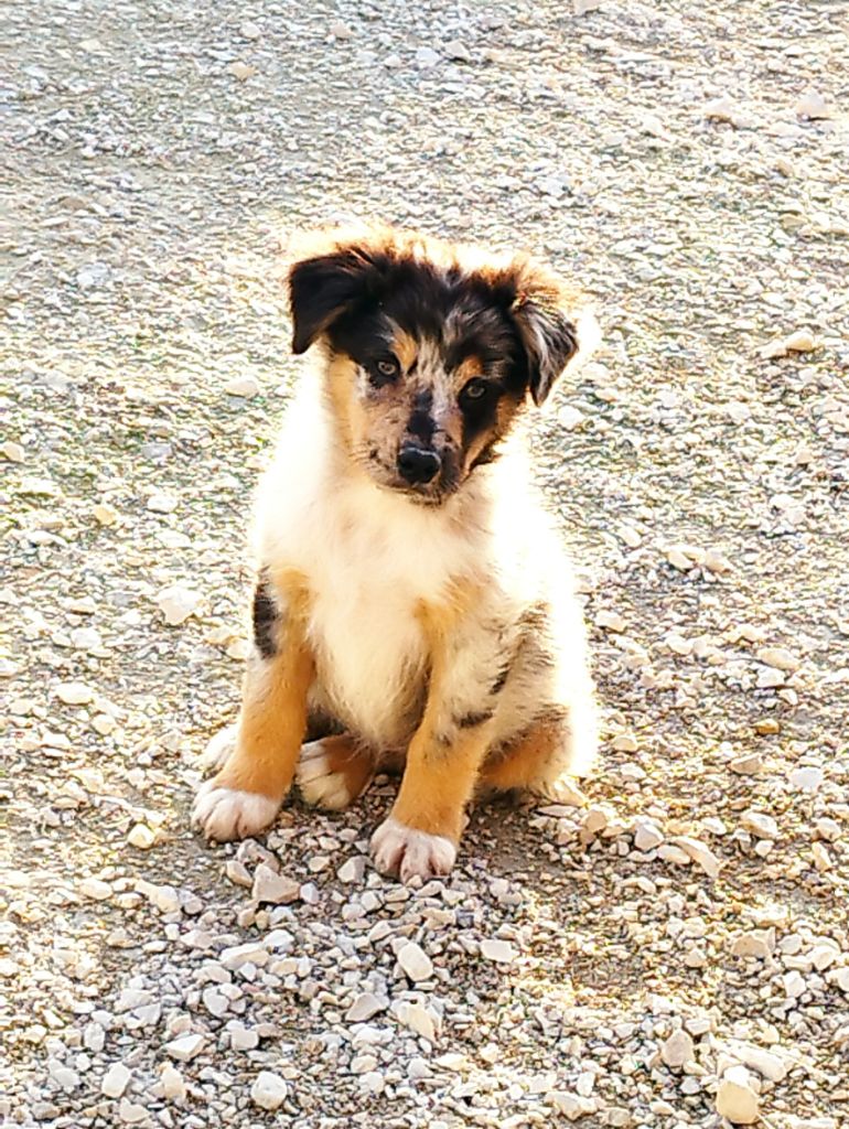Du Rêve De L'Elégance - Chiots disponibles - Berger Australien
