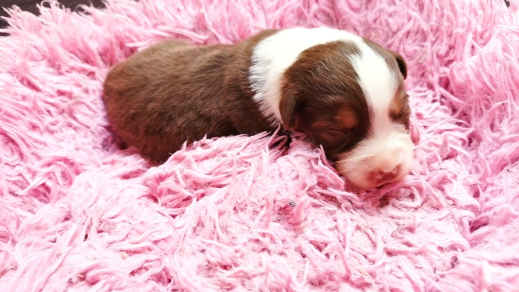 Du Rêve De L'Elégance - Chiots disponibles - Berger Australien