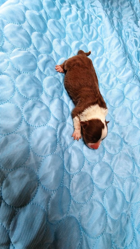 Du Rêve De L'Elégance - Chiots disponibles - Berger Australien