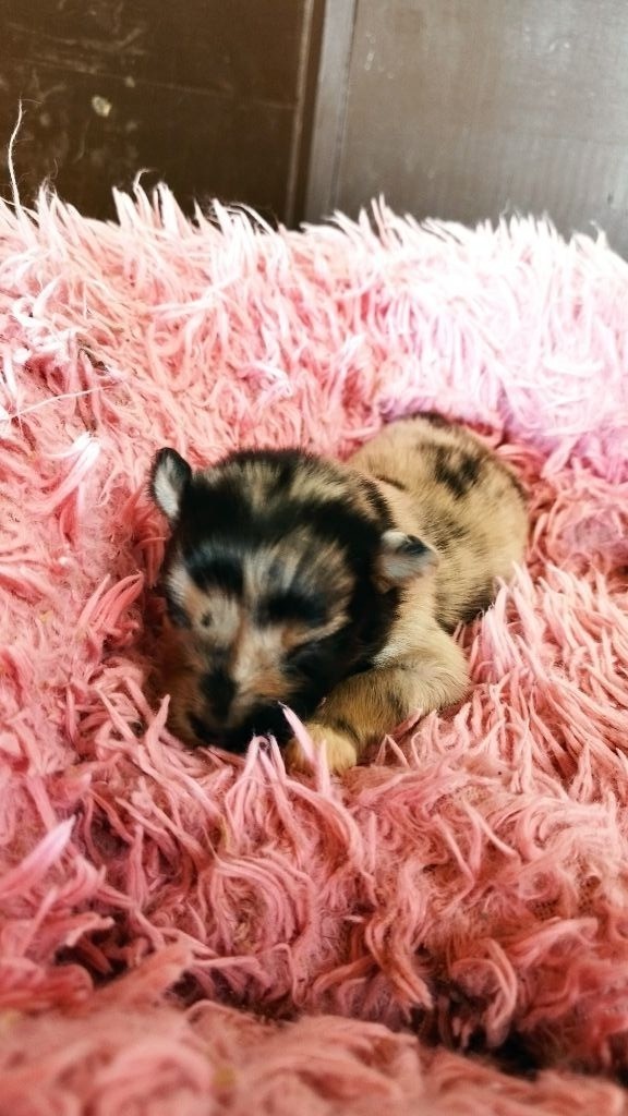 Du Rêve De L'Elégance - Chiots disponibles - Berger Australien