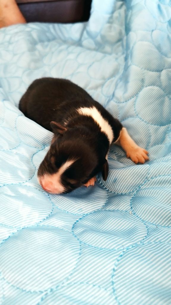 Du Rêve De L'Elégance - Chiots disponibles - Berger Australien
