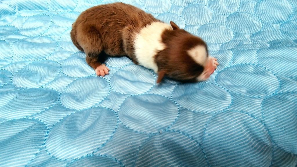 Du Rêve De L'Elégance - Chiots disponibles - Berger Australien