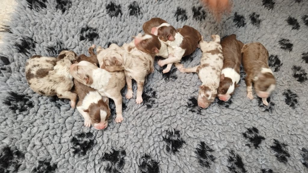 Chiot Berger Australien Du Rêve De L'Elégance
