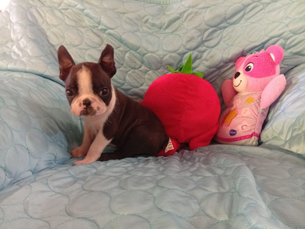 Du Rêve De L'Elégance - Chiots disponibles - Boston Terrier
