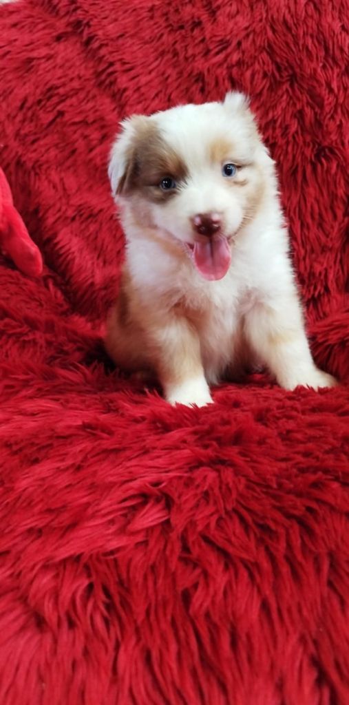 Du Rêve De L'Elégance - Chiots disponibles - Berger Australien