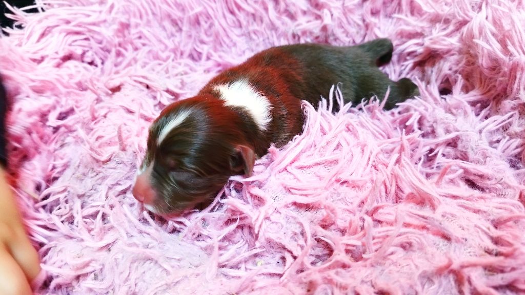 Du Rêve De L'Elégance - Chiots disponibles - Berger Australien