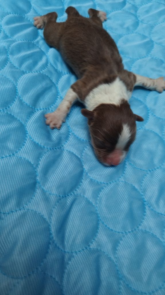 Du Rêve De L'Elégance - Chiots disponibles - Berger Australien
