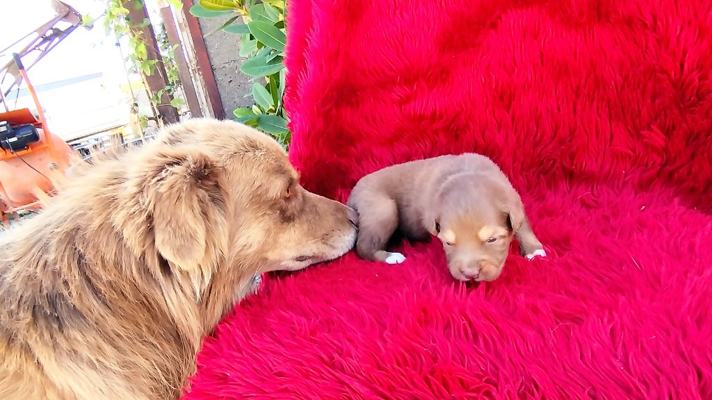 Du Rêve De L'Elégance - Chiots disponibles - Berger Australien