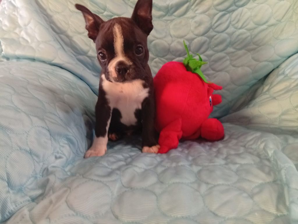 Du Rêve De L'Elégance - Chiots disponibles - Boston Terrier
