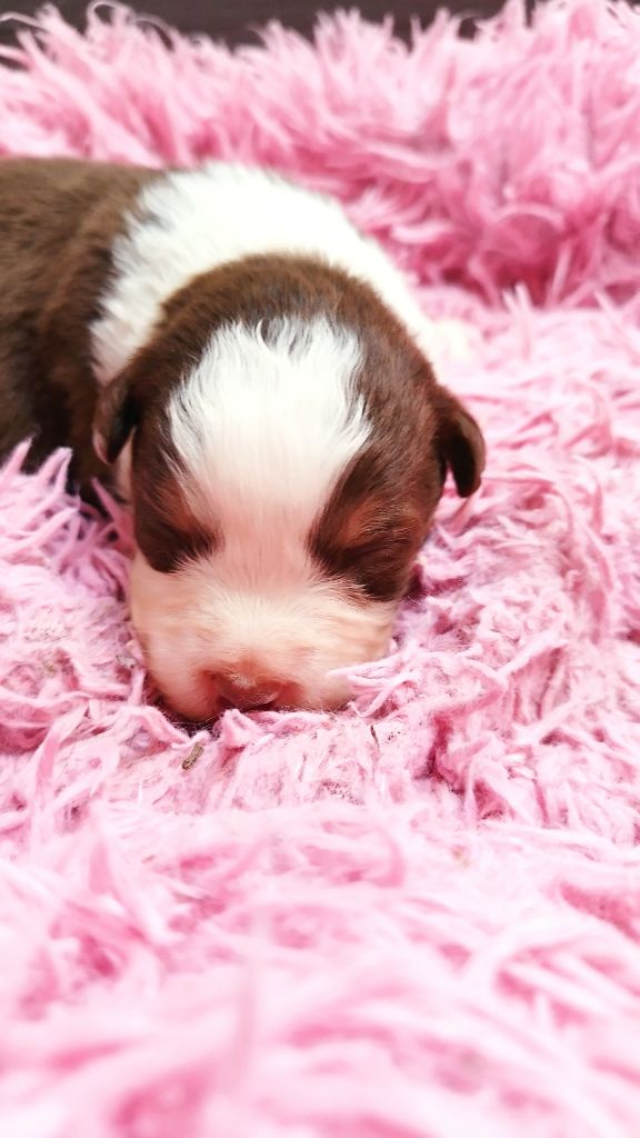 Du Rêve De L'Elégance - Chiots disponibles - Berger Australien