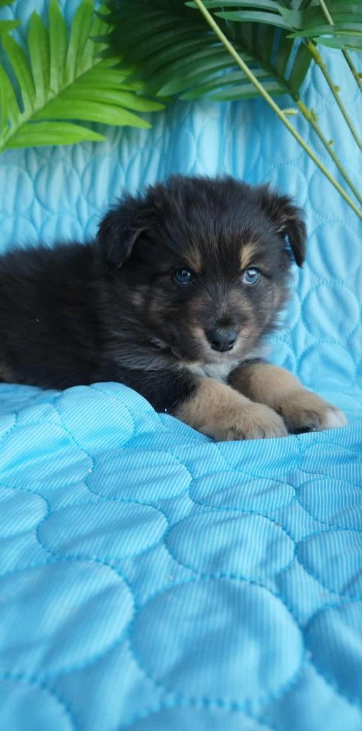 Du Rêve De L'Elégance - Chiots disponibles - Berger Australien