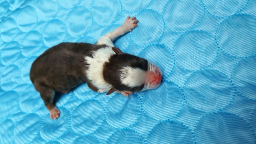 Du Rêve De L'Elégance - Chiots disponibles - Berger Australien
