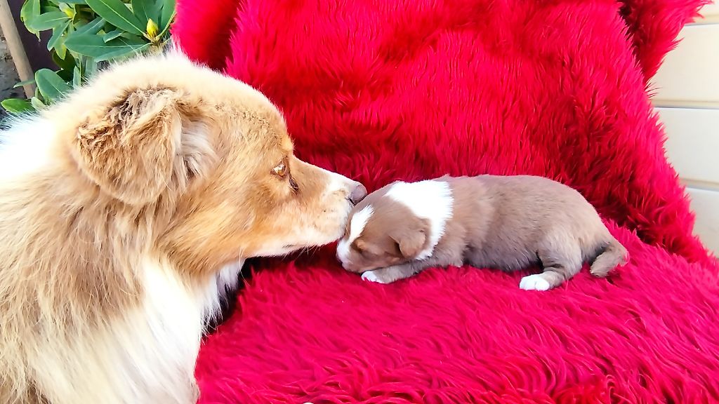 Du Rêve De L'Elégance - Chiots disponibles - Berger Australien