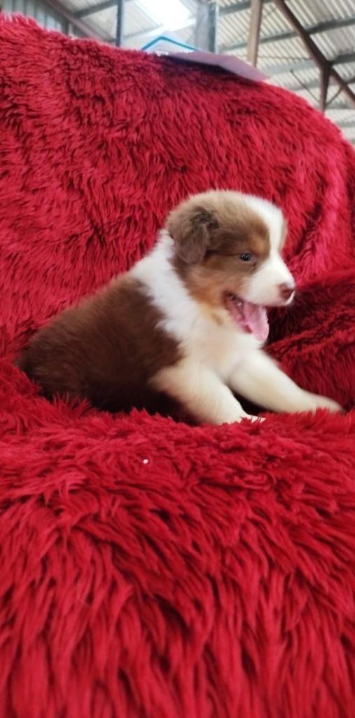Du Rêve De L'Elégance - Chiots disponibles - Berger Australien
