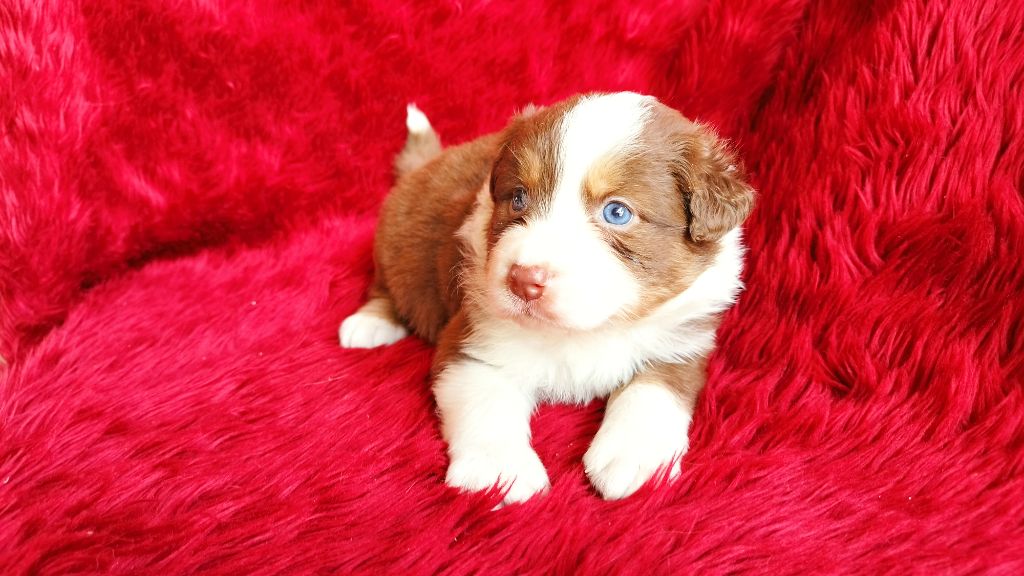Du Rêve De L'Elégance - Chiots disponibles - Berger Australien