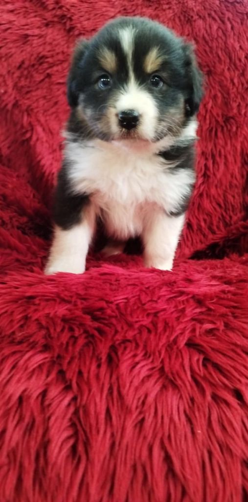 Du Rêve De L'Elégance - Chiots disponibles - Berger Australien