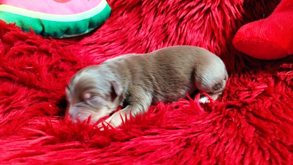 Chiot Berger Australien Du Rêve De L'Elégance